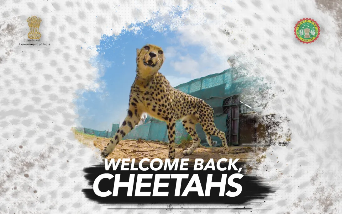 The arrival of Cheetahs