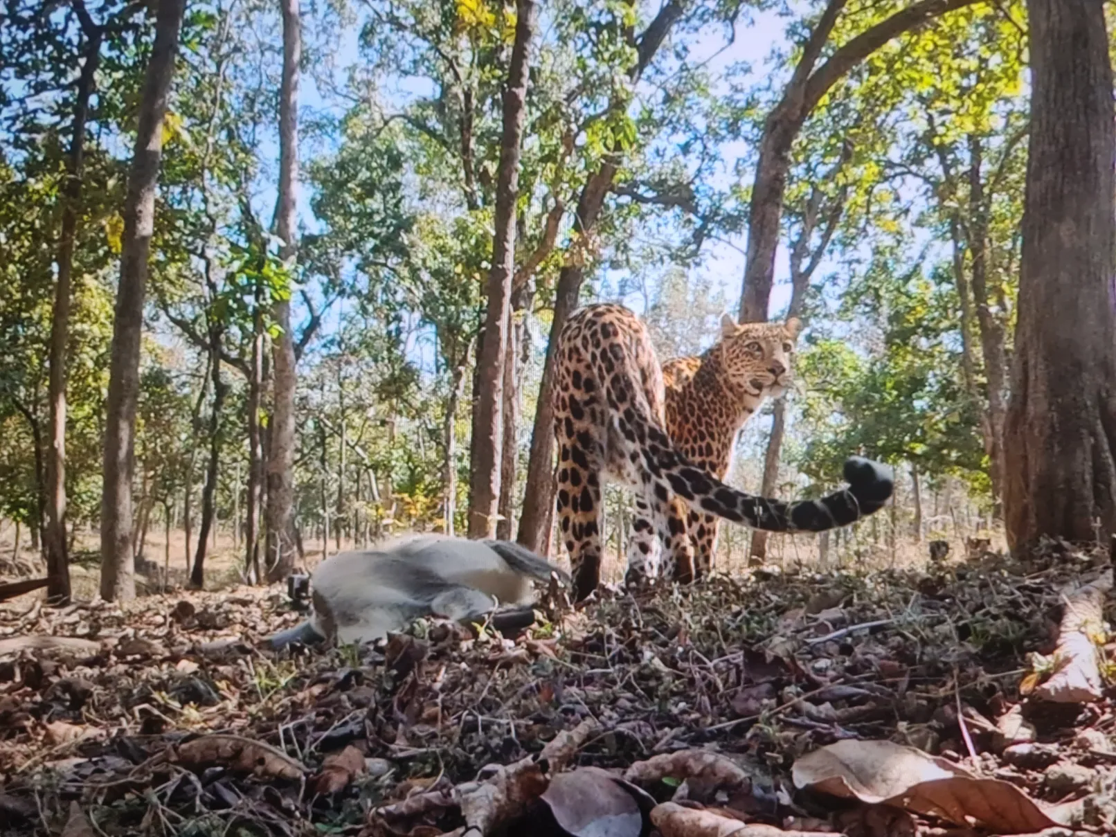 Camera Trapping reveals amazing natural history moments